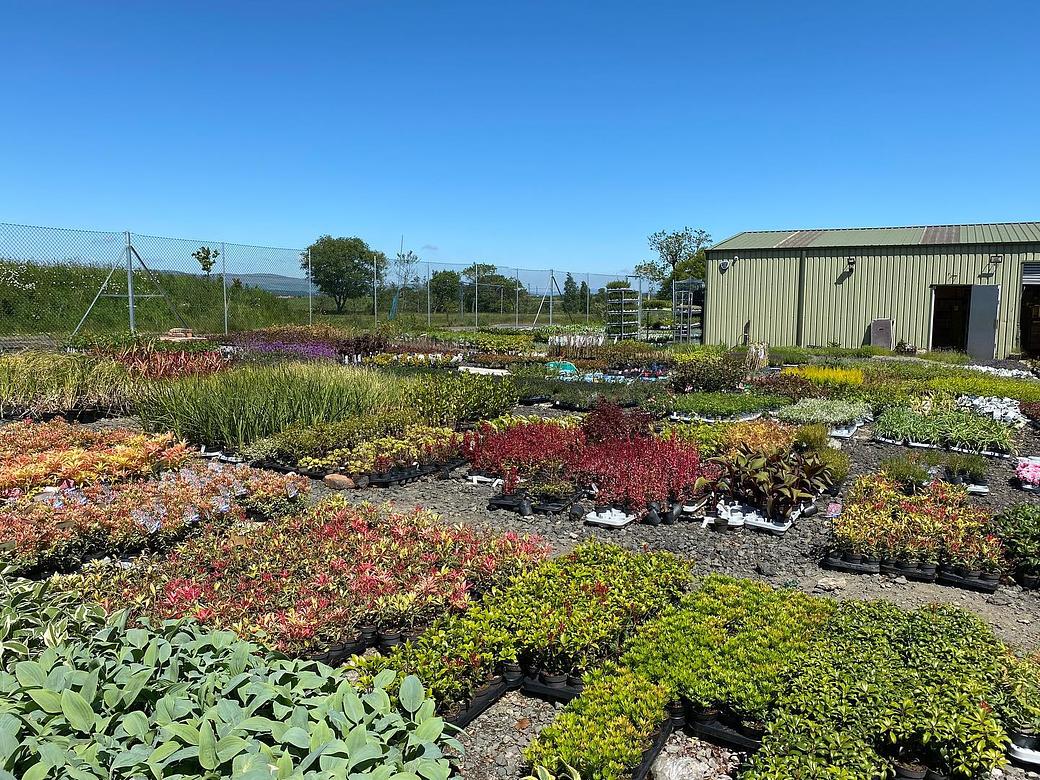 Carbeth Plants Banner